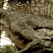 Spinosaurus